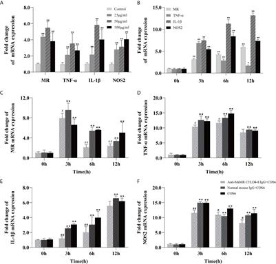 Mannose Receptor Mediates the Activation of Chitooligosaccharides on Blunt Snout Bream (Megalobrama amblycephala) Macrophages